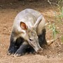 aardvark
