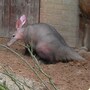 aardvark