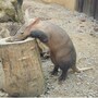 aardvark