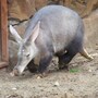 aardvark