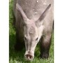 aardvark