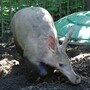 aardvark