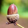 acorn