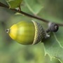 acorn