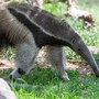 anteater
