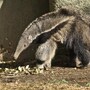 anteater