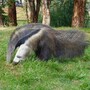 anteater