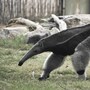 anteater