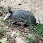 armadillo