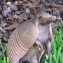 armadillo