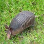 armadillo