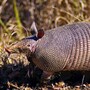 armadillo