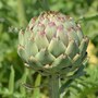 artichoke