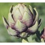 artichoke