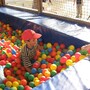 ball_pit