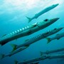 barracuda