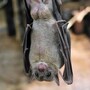 bat