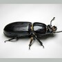 beetle