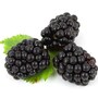 blackberry