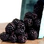 blackberry
