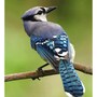 blue_jay