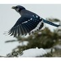 blue_jay