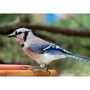 blue_jay