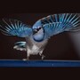 blue_jay
