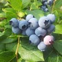 blueberries