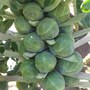 brussel_sprouts
