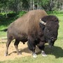 buffalo_bison