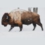 buffalo_bison