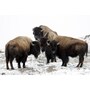buffalo_bison