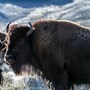 buffalo_bison
