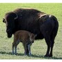 buffalo_bison
