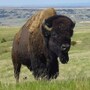 buffalo_bison
