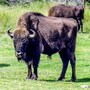 buffalo_bison