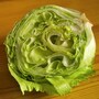 cabbage
