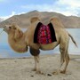 camel