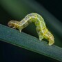 caterpillar