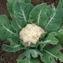 cauliflower