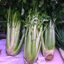 celery