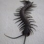 centipede