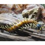 centipede