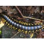 centipede