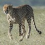 cheetah