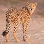 cheetah