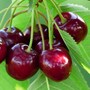 cherries
