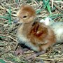 chick