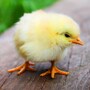 chick